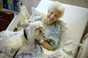 What Professional Opportunities Exist in Animal-Assisted Social Work? - Social Work Degree Guide What Professional Opportunities Exist in Animal-Assisted Social Work? - Social Work Degree Guide